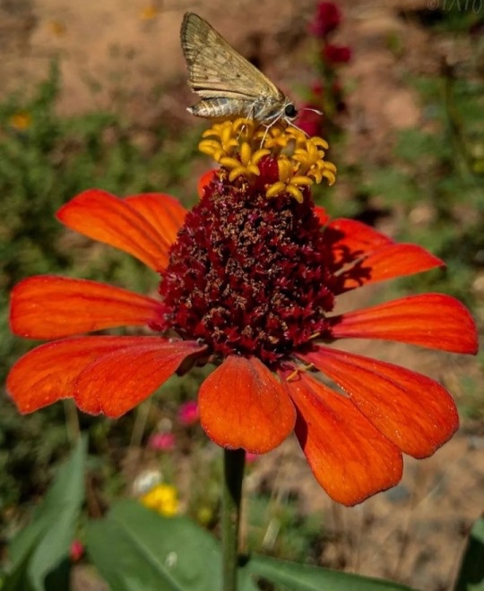 Summer Vibes – Haiku Poems by Anita&nbsp;Bacha