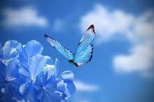 Gallivant Butterfly – Tanka – A Poem by Anita&nbsp;Bacha