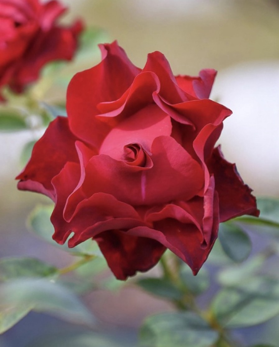 If I were a flower- A Poem by Anita&nbsp;Bacha